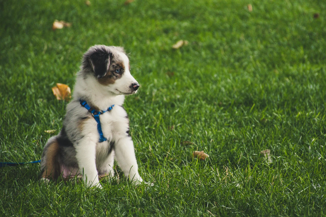 Yavru köpek ısırma sorunu ve çözümü