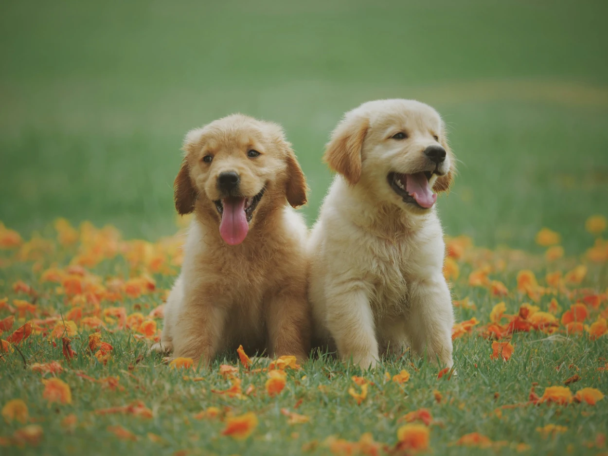 Yavru köpek ısırma sorunu ve çözümü