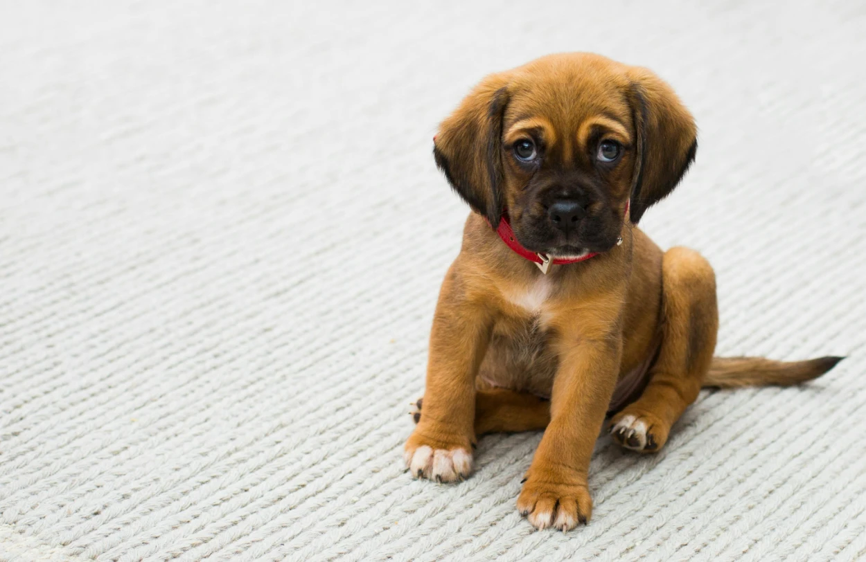 Yavru köpeğin ısırması nasıl engellenir?
