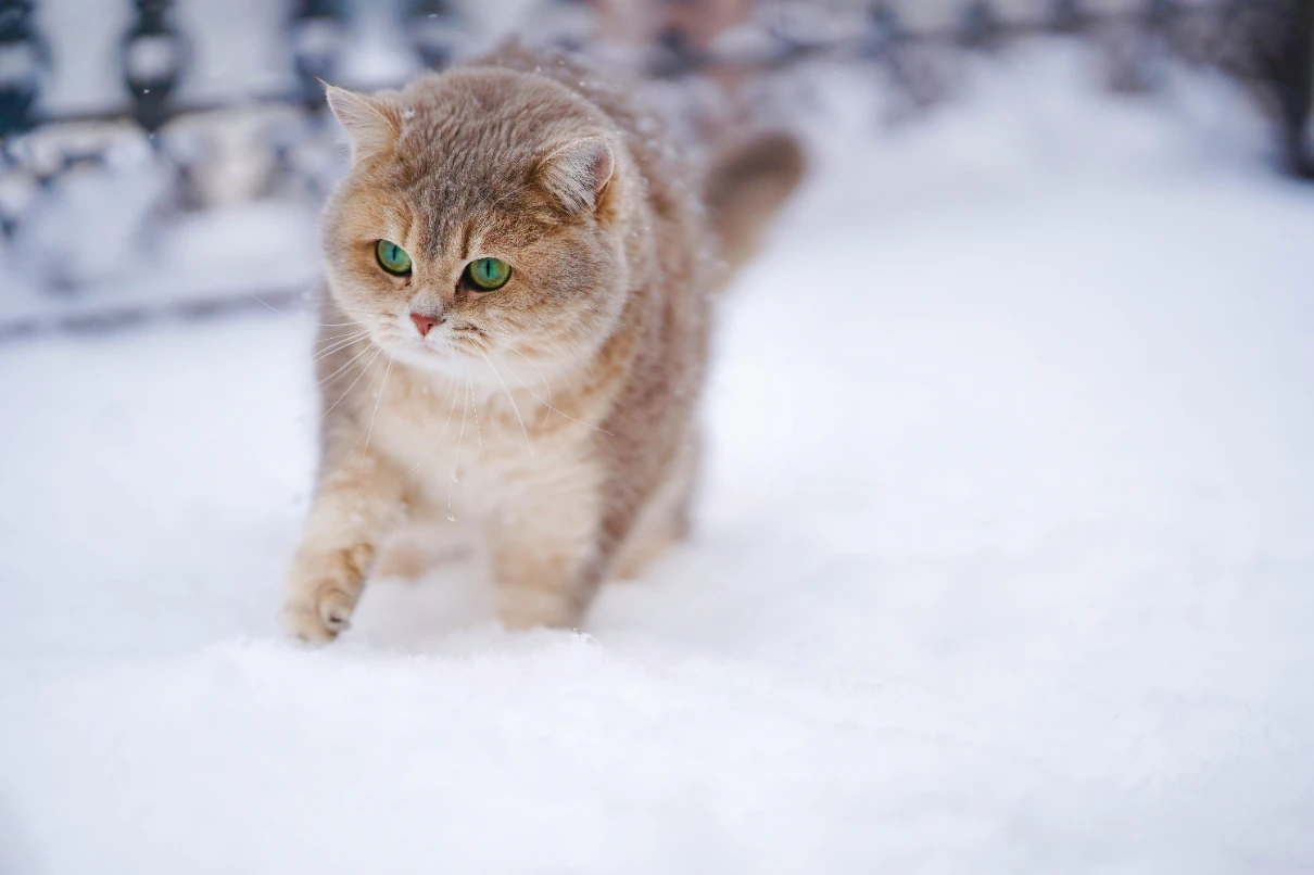 British shorthair bakımı ve özellikleri