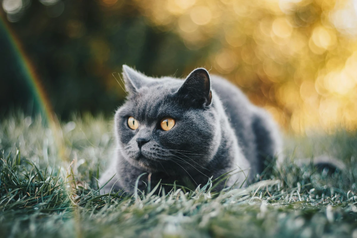 British shorthair bakımı ve özellikleri