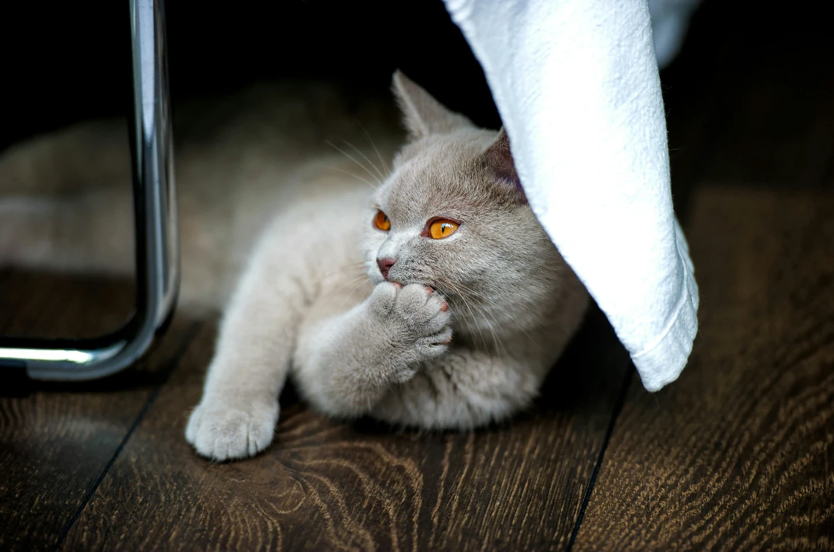 British shorthair