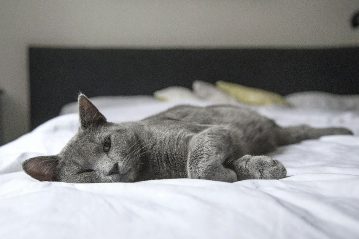 British shorthair