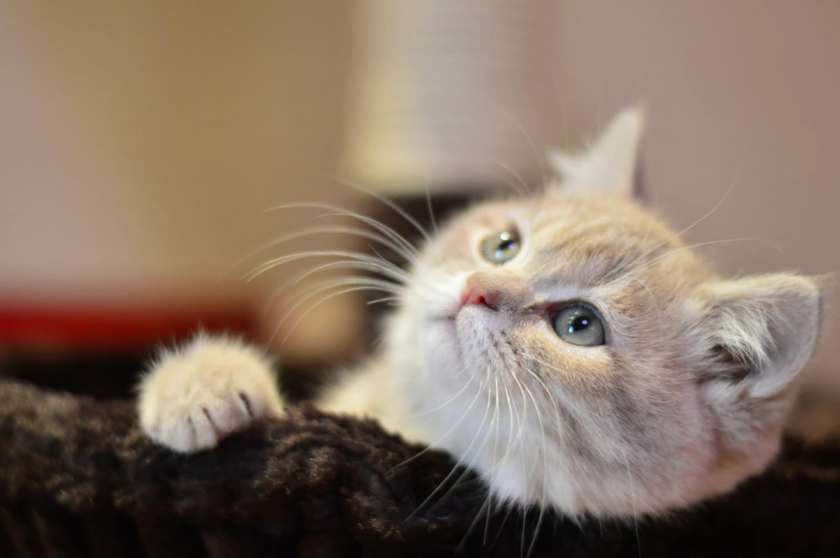 British shorthair