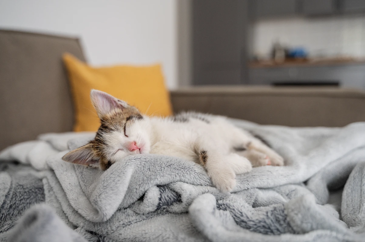 Kediler neden çok uyur? Uyuyan yavru kedi