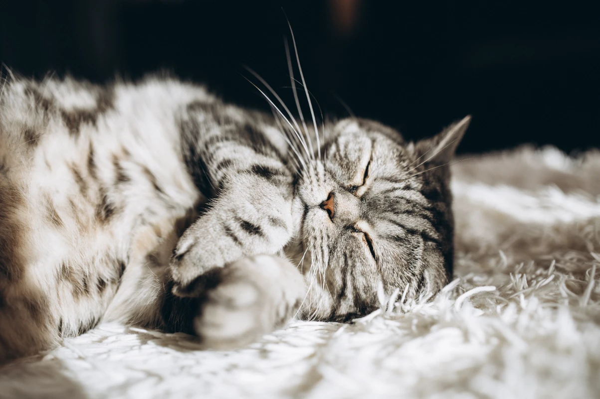 Uyuyan tekir cinsi kedi