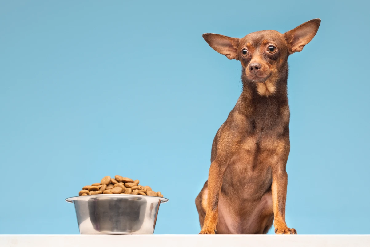 Köpek maması seçiminde bunlara dikkat