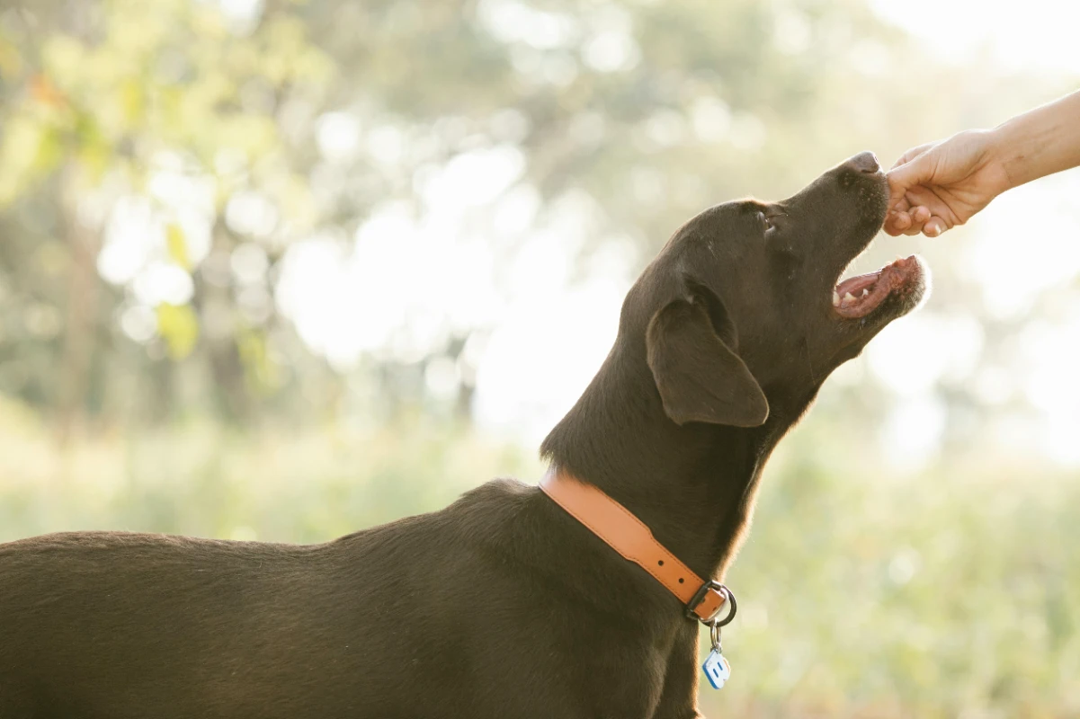 Köpekler için vitamin takviyesi
