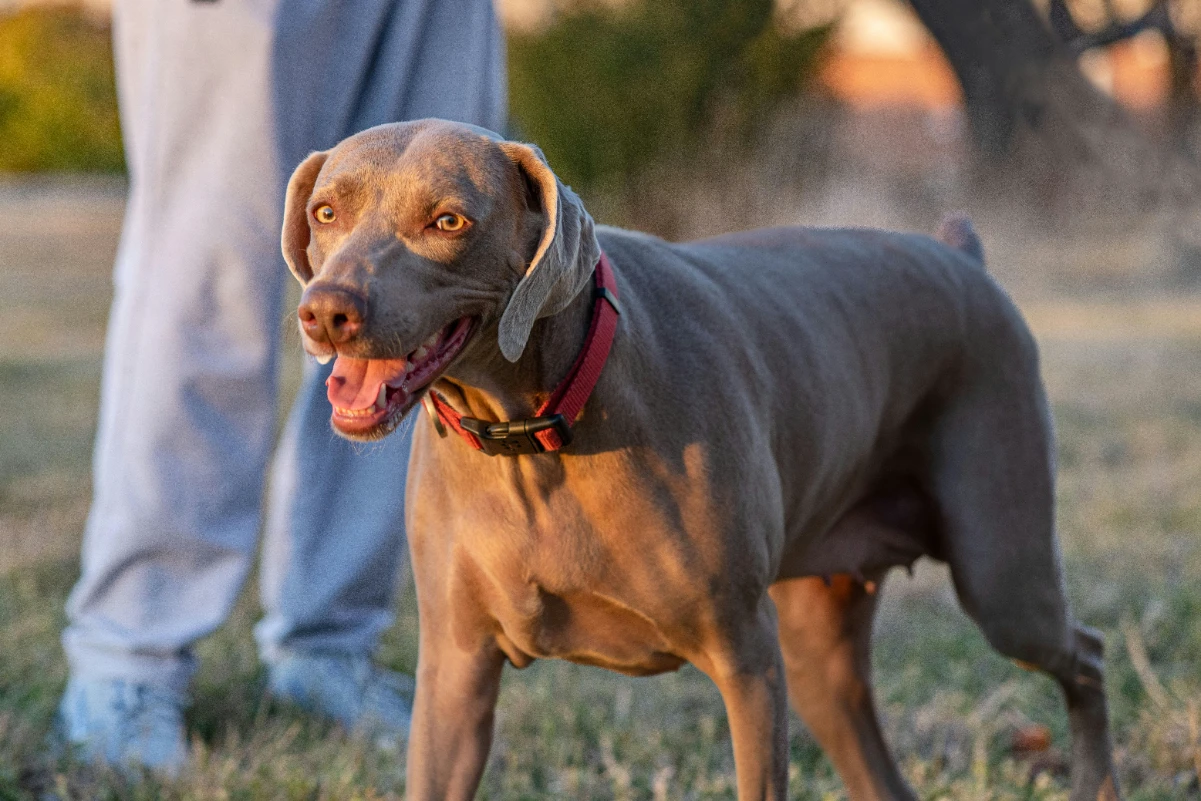 Köpekler için vitamin takviyesi
