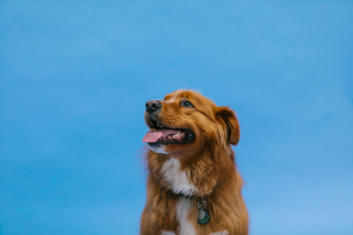 Köpekler için vitamin takviyesi