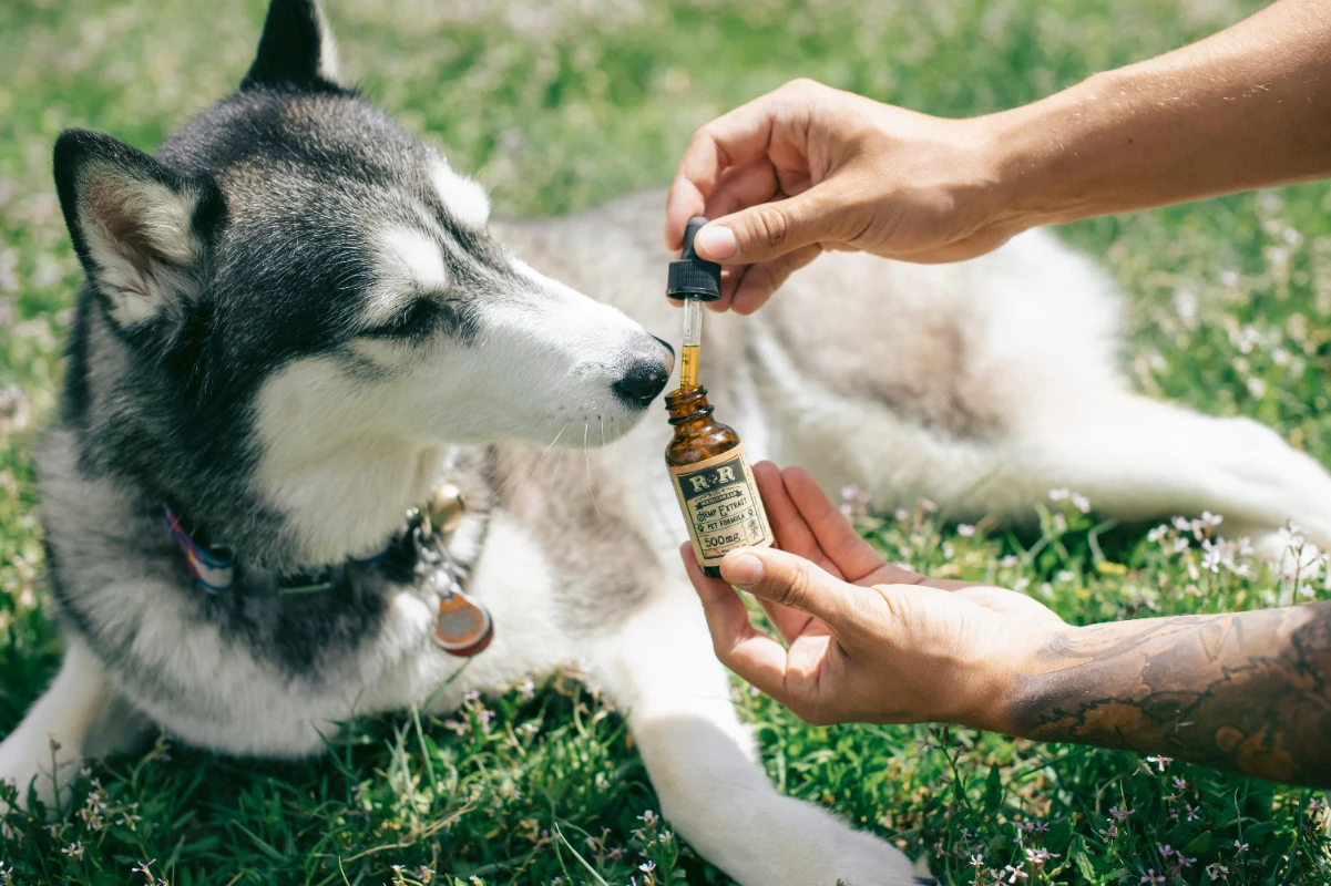 Köpekler için vitamin takviyesi