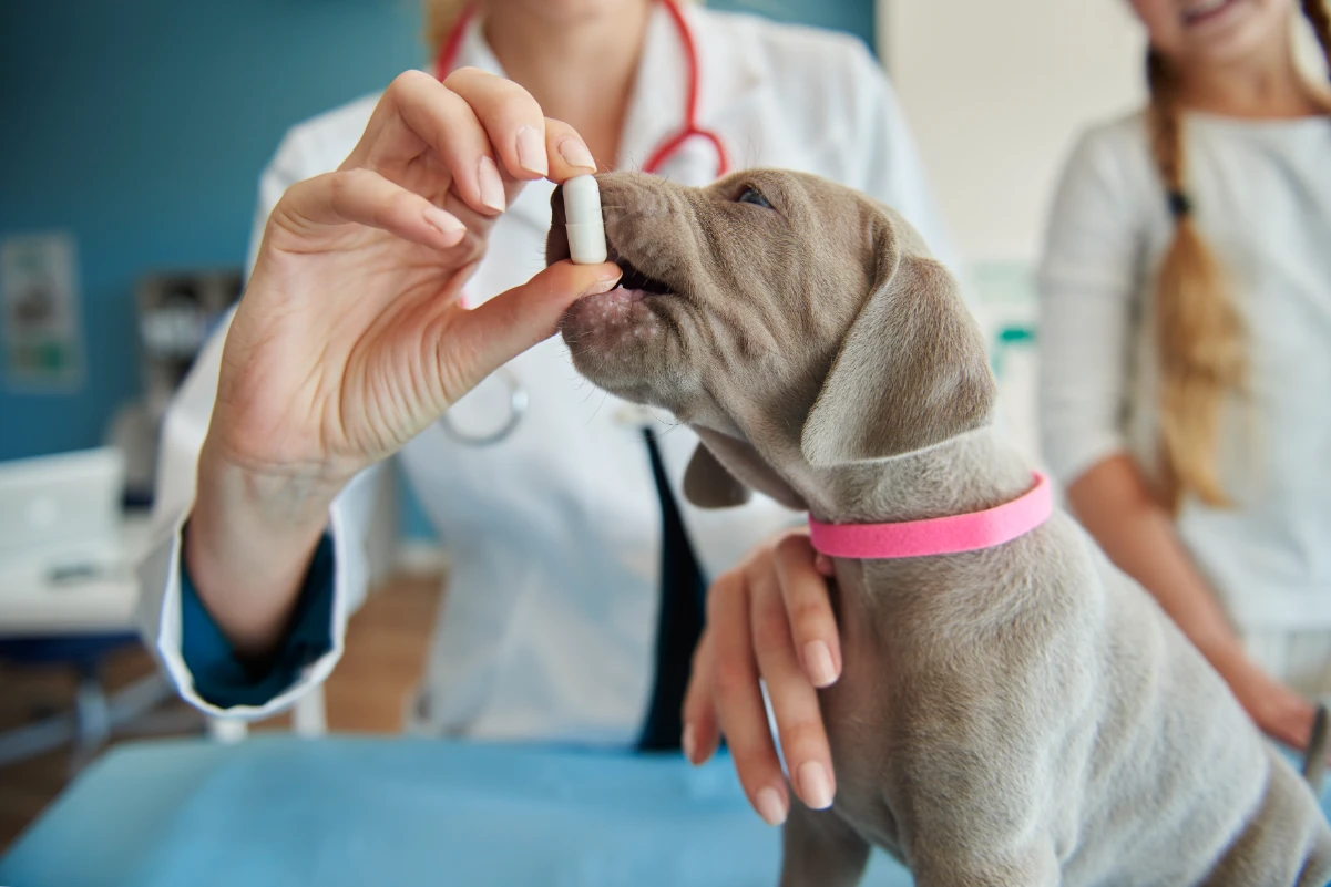 Köpekler için vitamin takviyesi