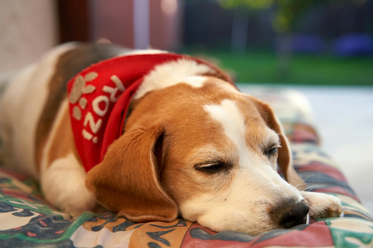 Köpekler uyurken neden koşar gibi hareket eder?