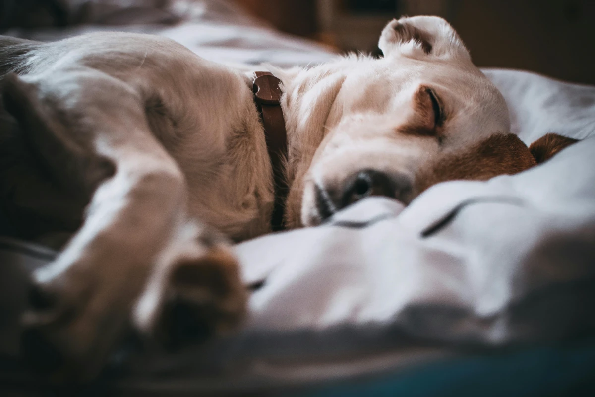Köpekler uyurken neden koşar gibi hareket eder?