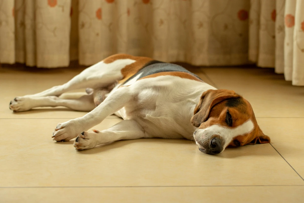 Köpekler uyurken neden koşar gibi hareket eder?