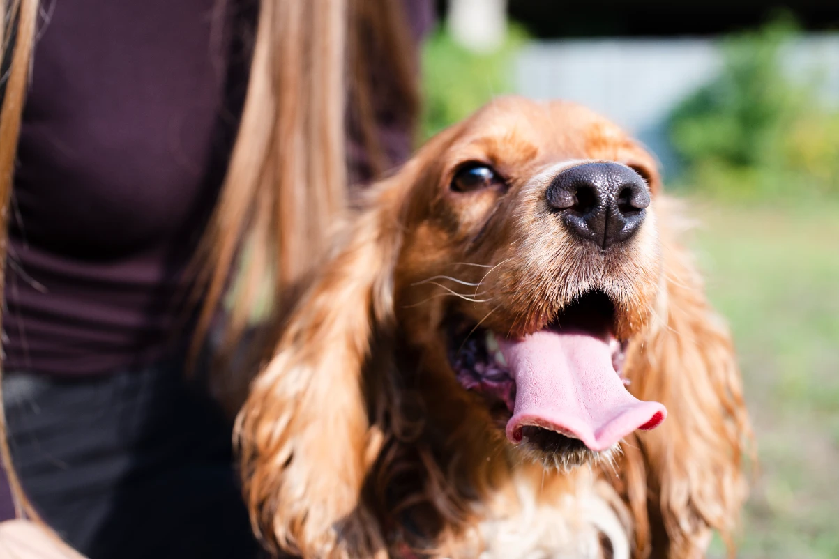 Köpeklerde ağız kokusu nasıl giderilir?