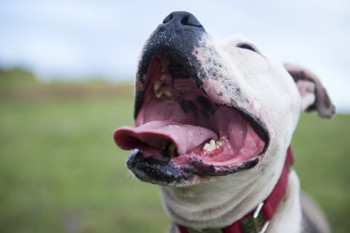 Köpeklerde ağız kokusu nasıl giderilir?