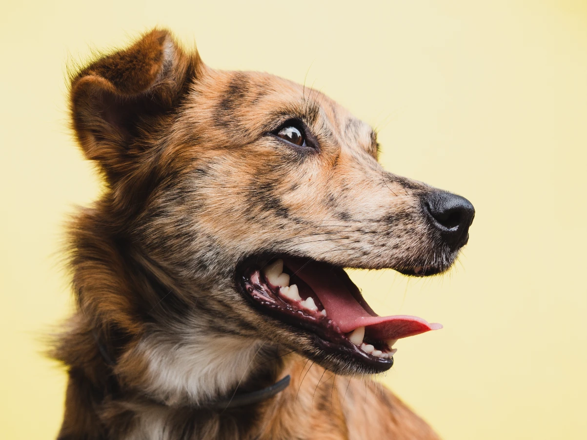 Köpeklerde ağız kokusunda beslenmenin rölü