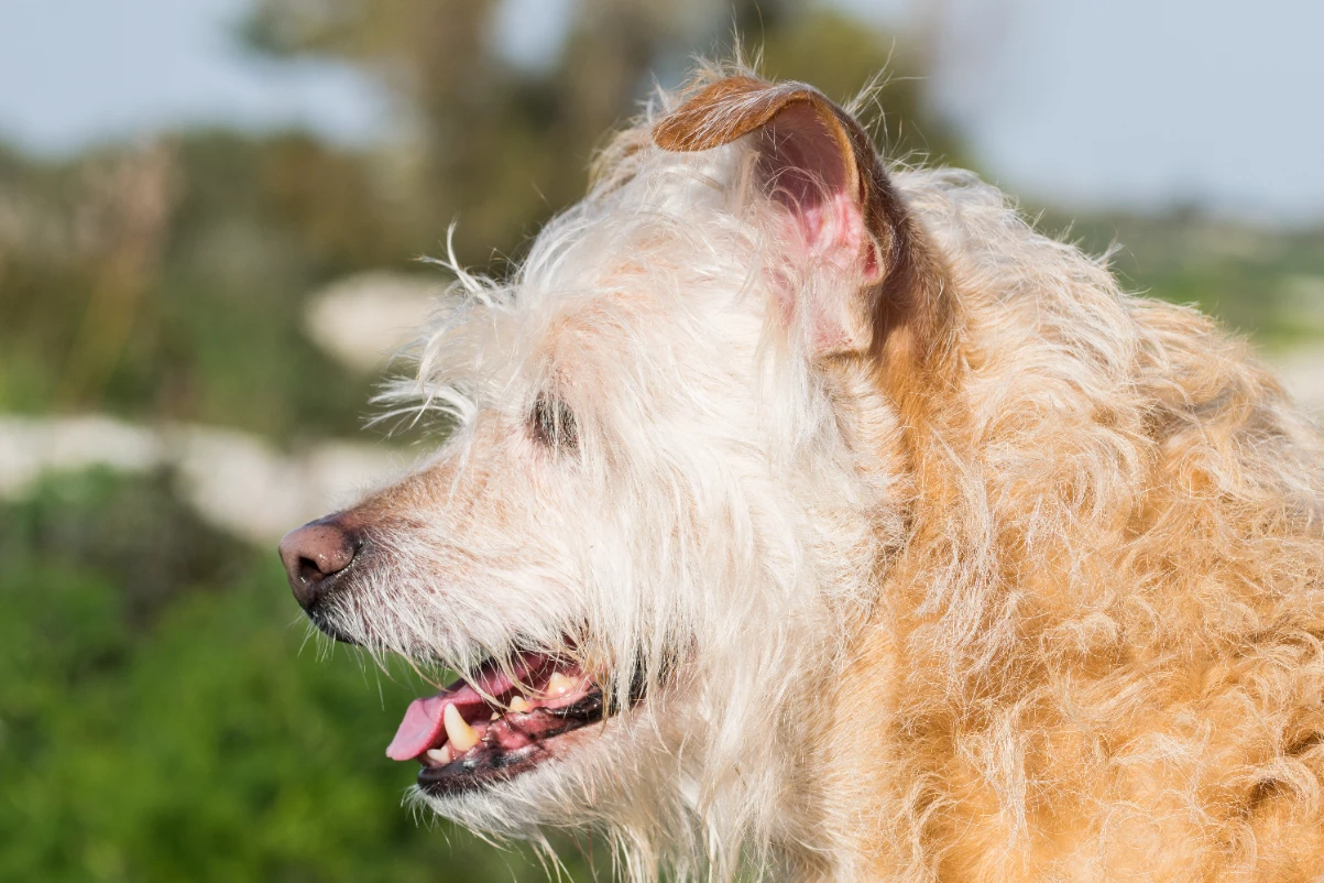Köpeklerde dental amaçlı oyuncaklar