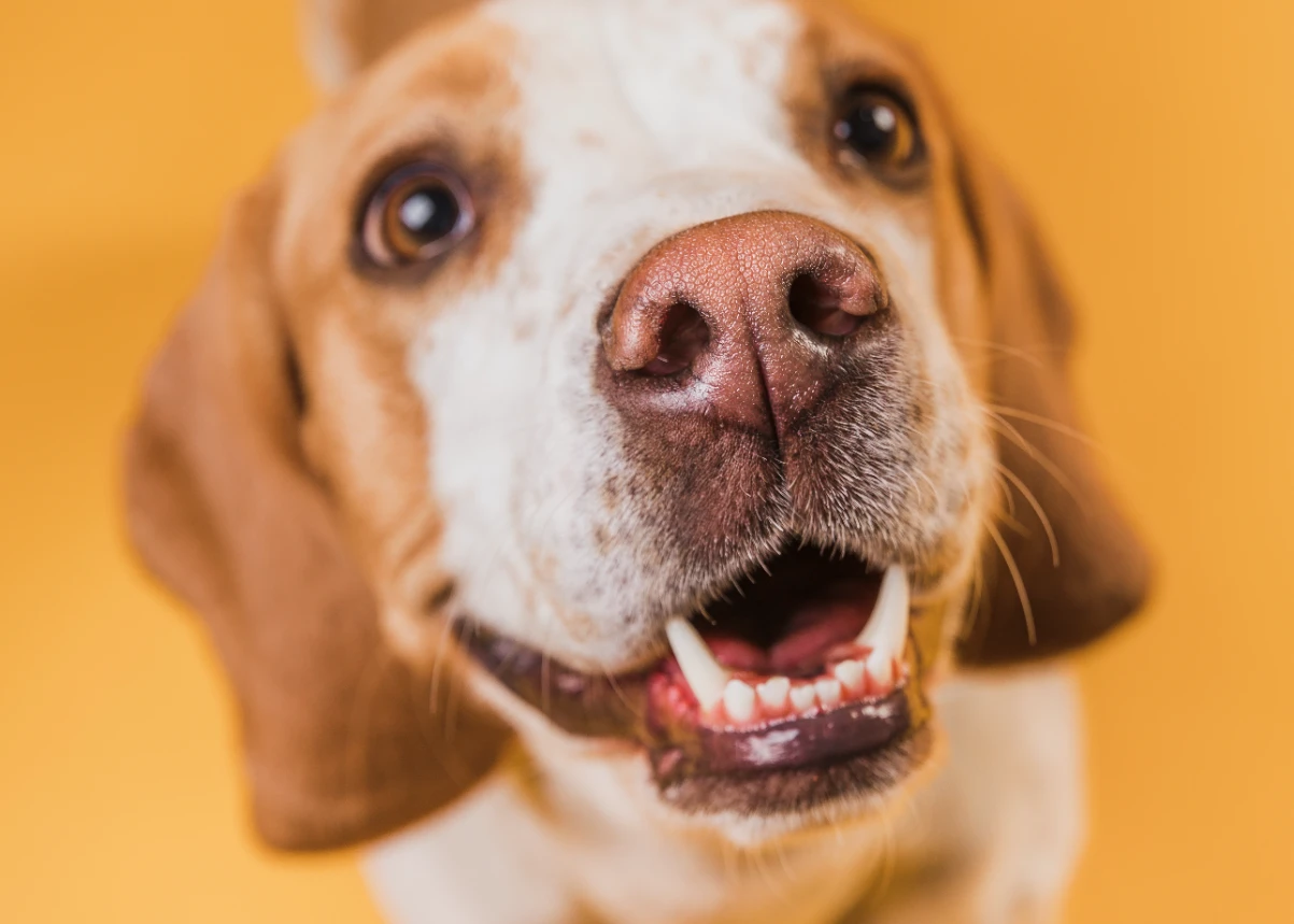Köpeklerde diş fırçalama