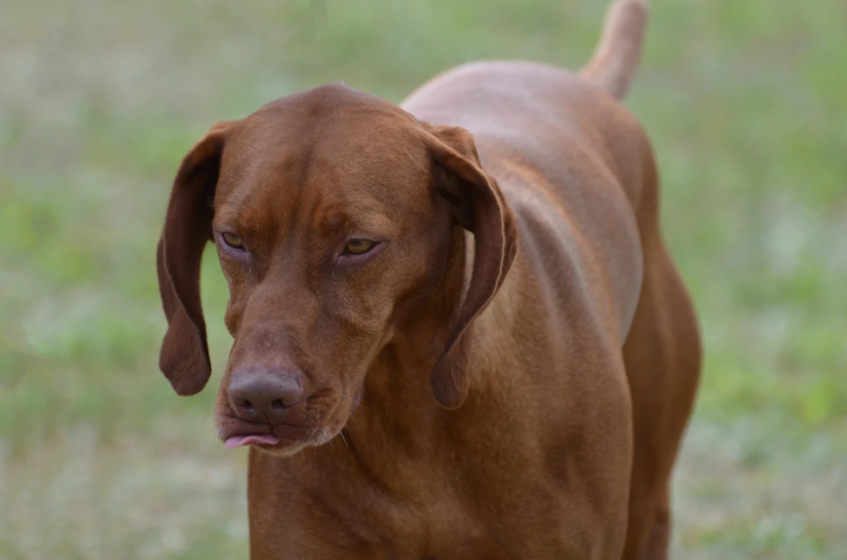 Bloodhound