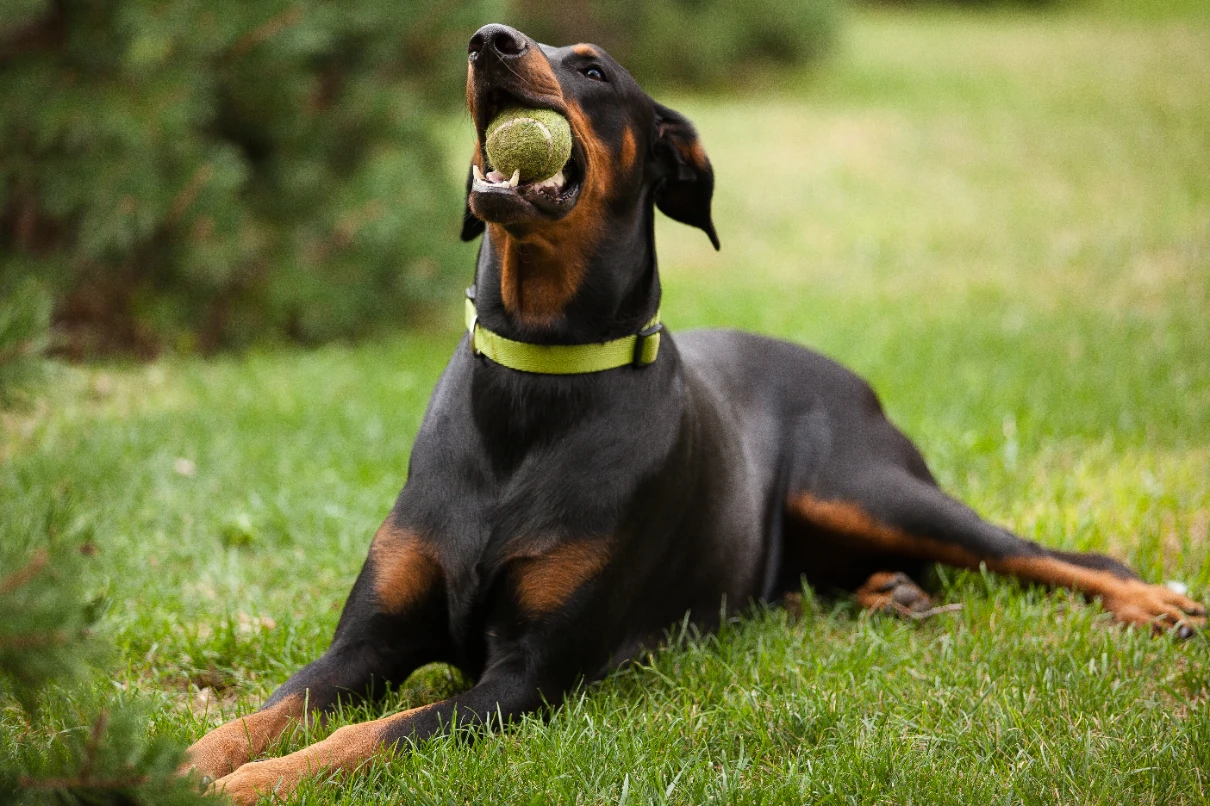 Doberman