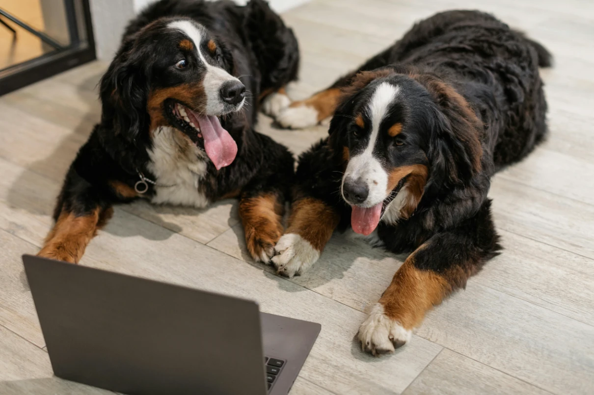 En zeki köpek cinsleri