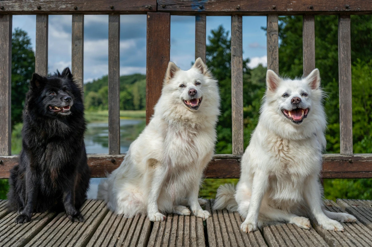 En zeki köpek cinsleri