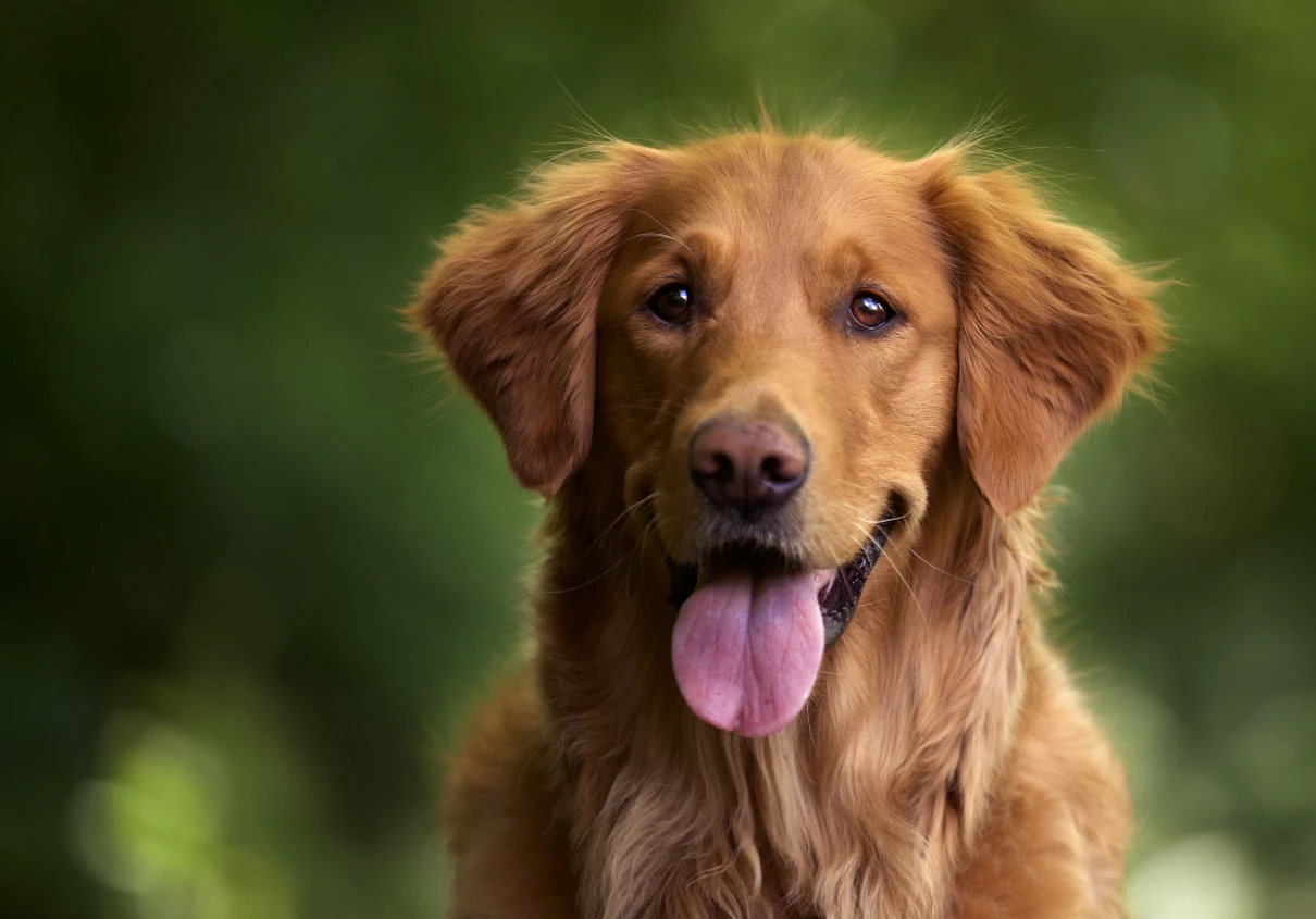 Golden retriever