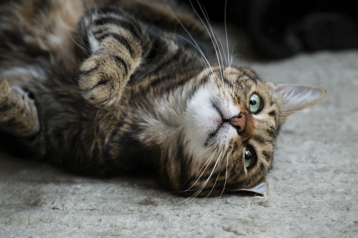 Kedi kabızlık tedavisi