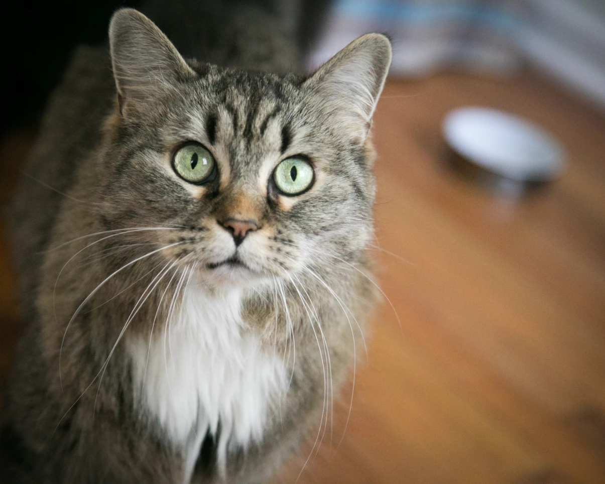 Kedi kabızlık sorunu