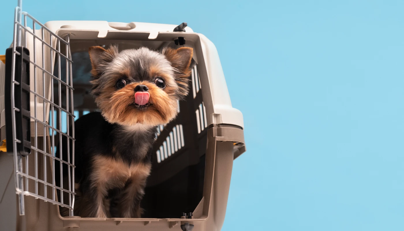 köpeklerle uçak seyahati 