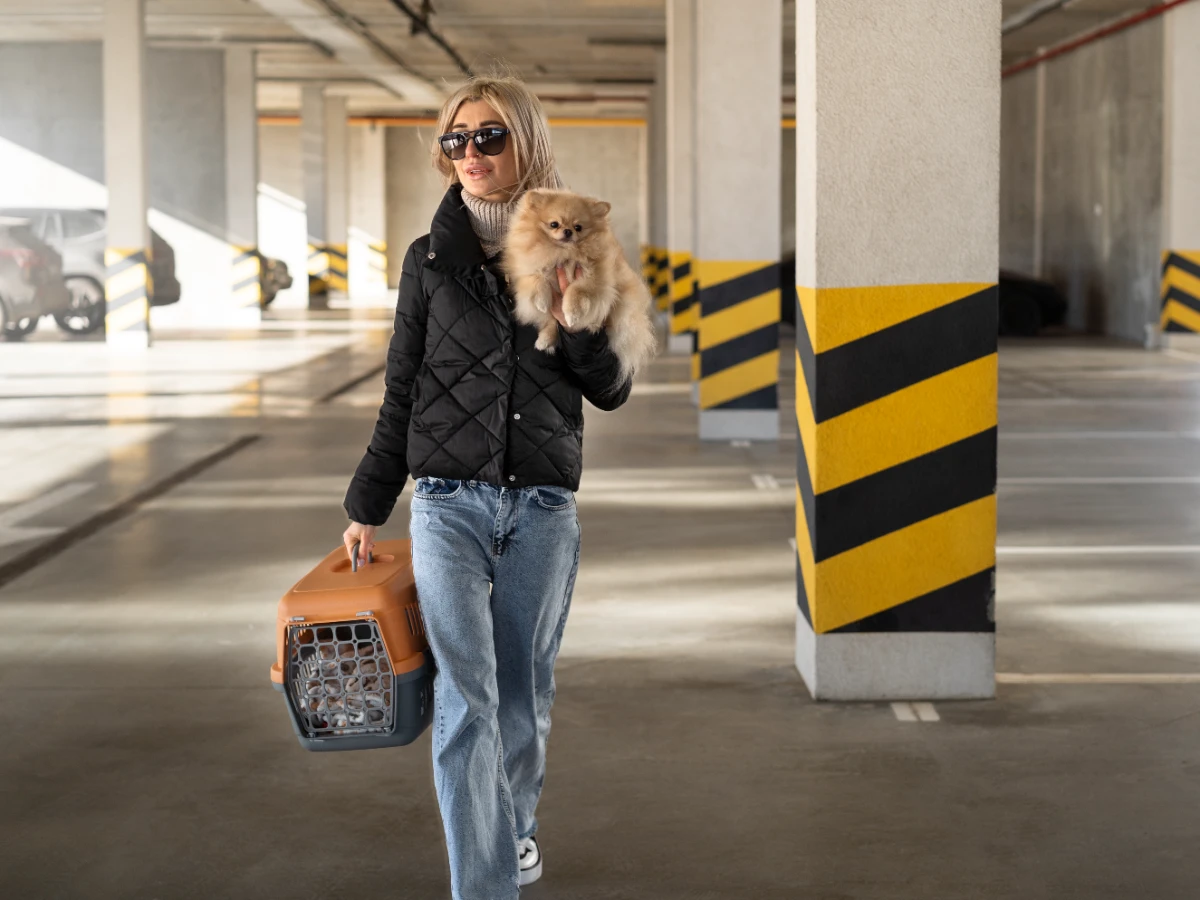 köpeklerle uçak seyahati: hazırlık