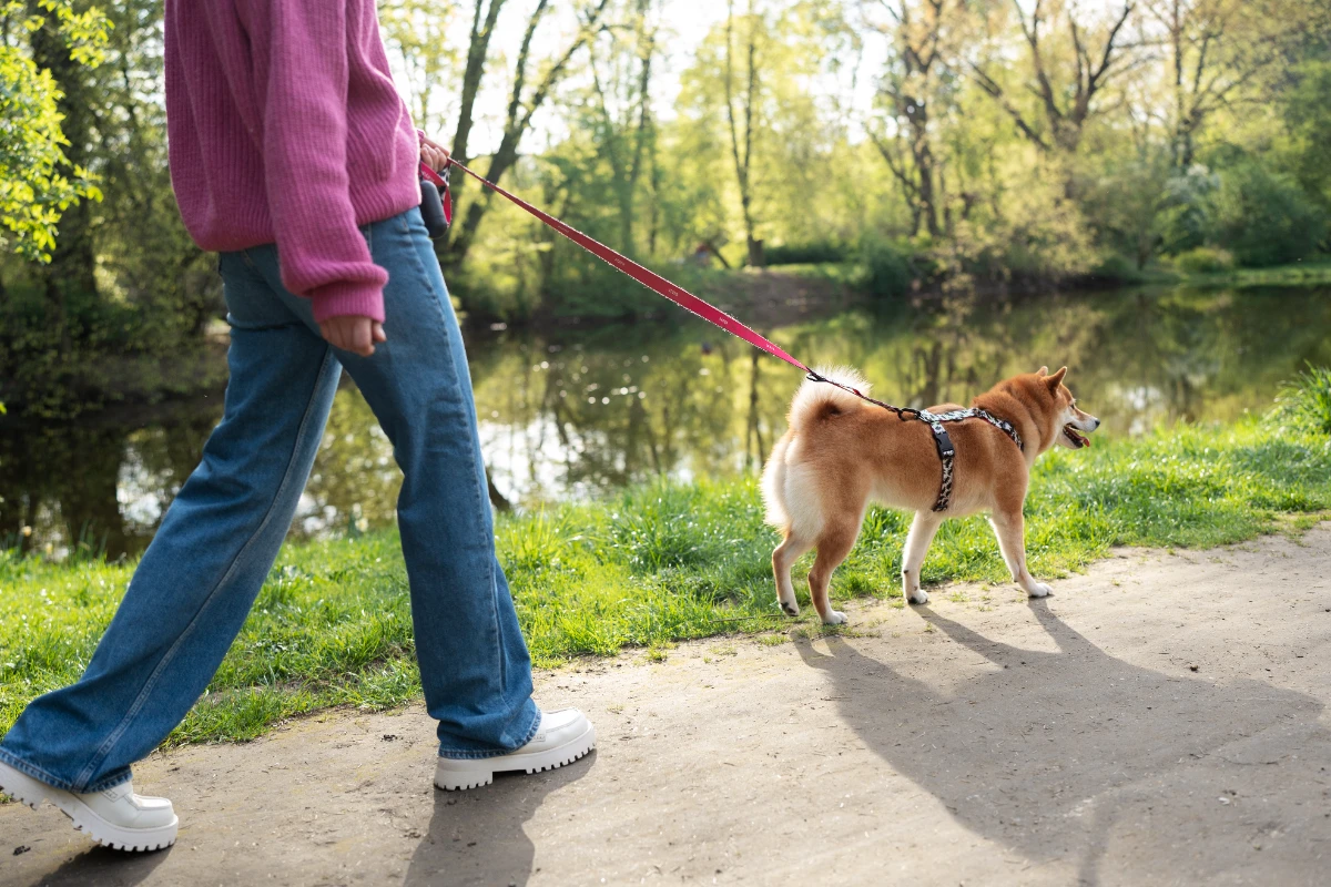 Köpeğimle yürüyüşte nelere dikkat etmeliyim?