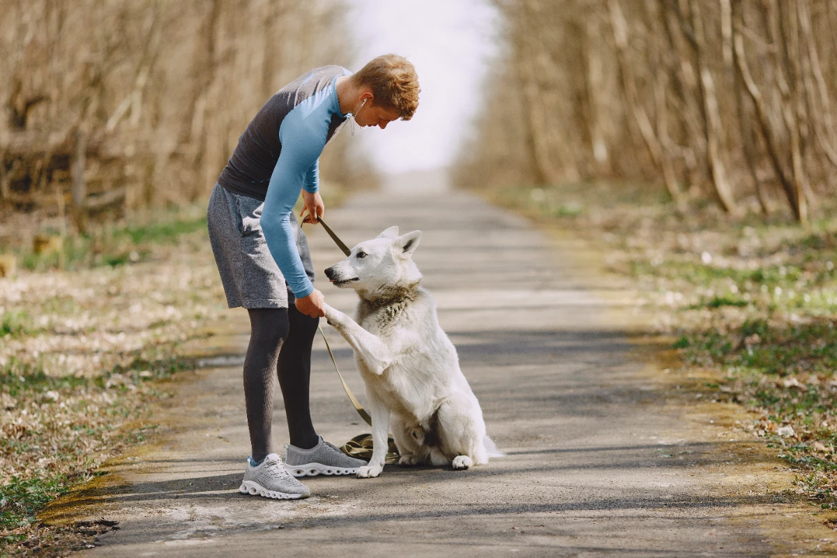 Köpeğimle yürüyüşte nelere dikkat etmeliyim?