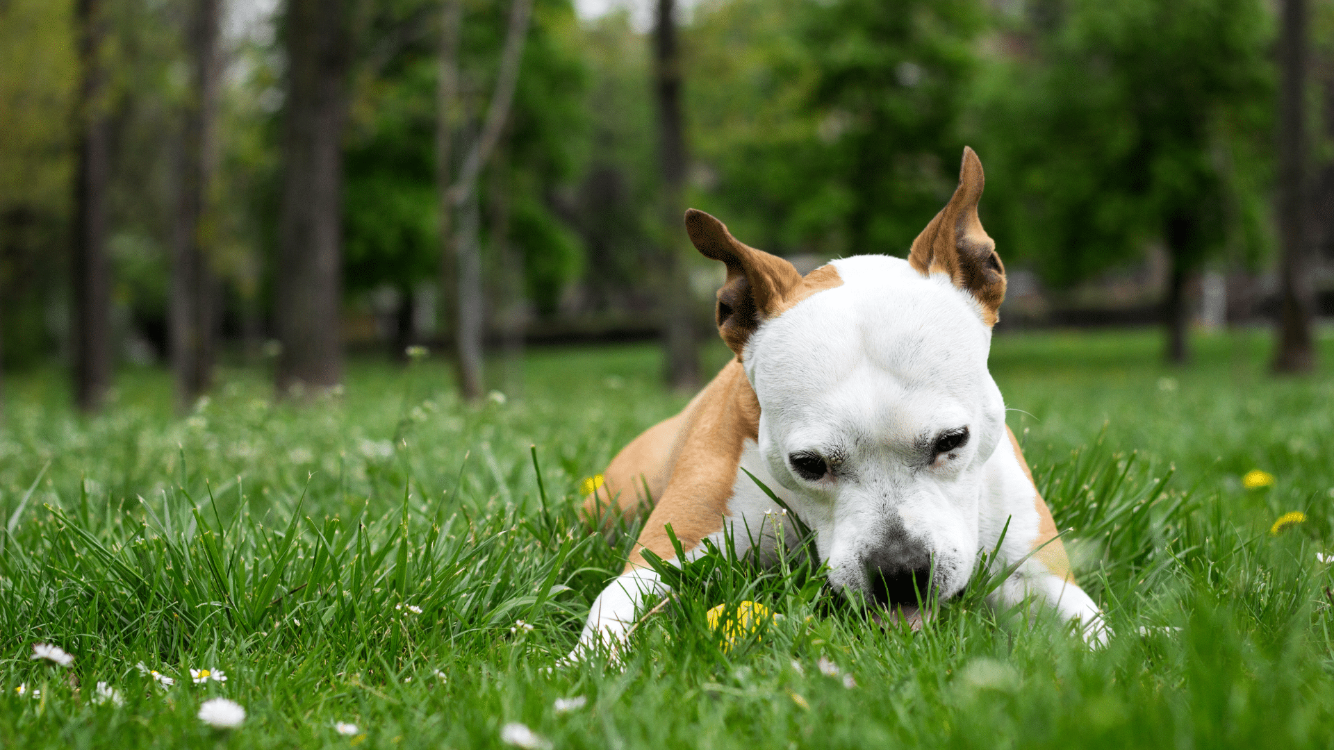 Köpek neden dışkısını yer?