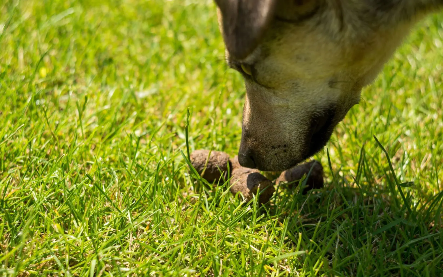 Köpek neden dışkısını yer?