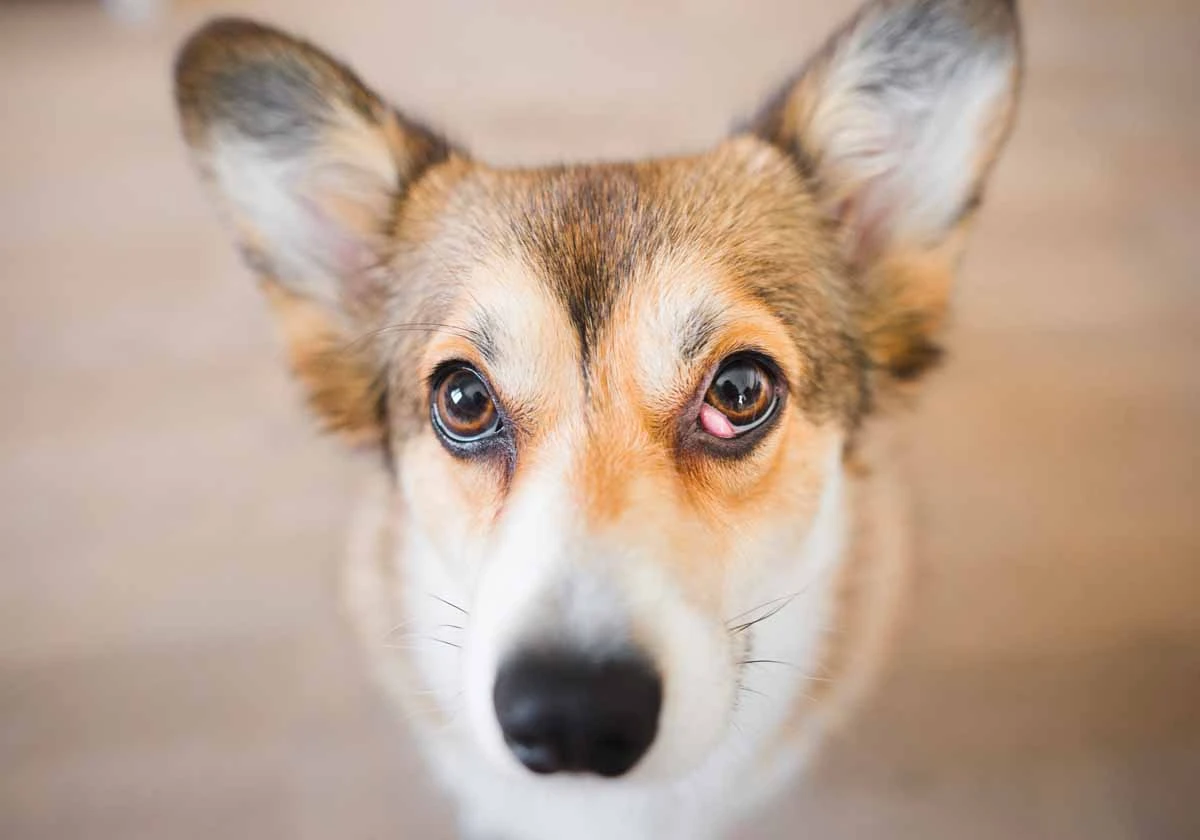 Köpeklerde kiraz göz
