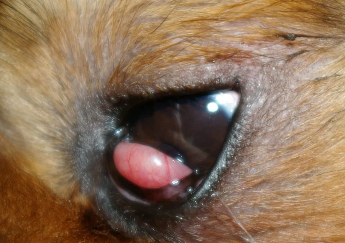 Köpeklerde kiraz göz belirtileri
