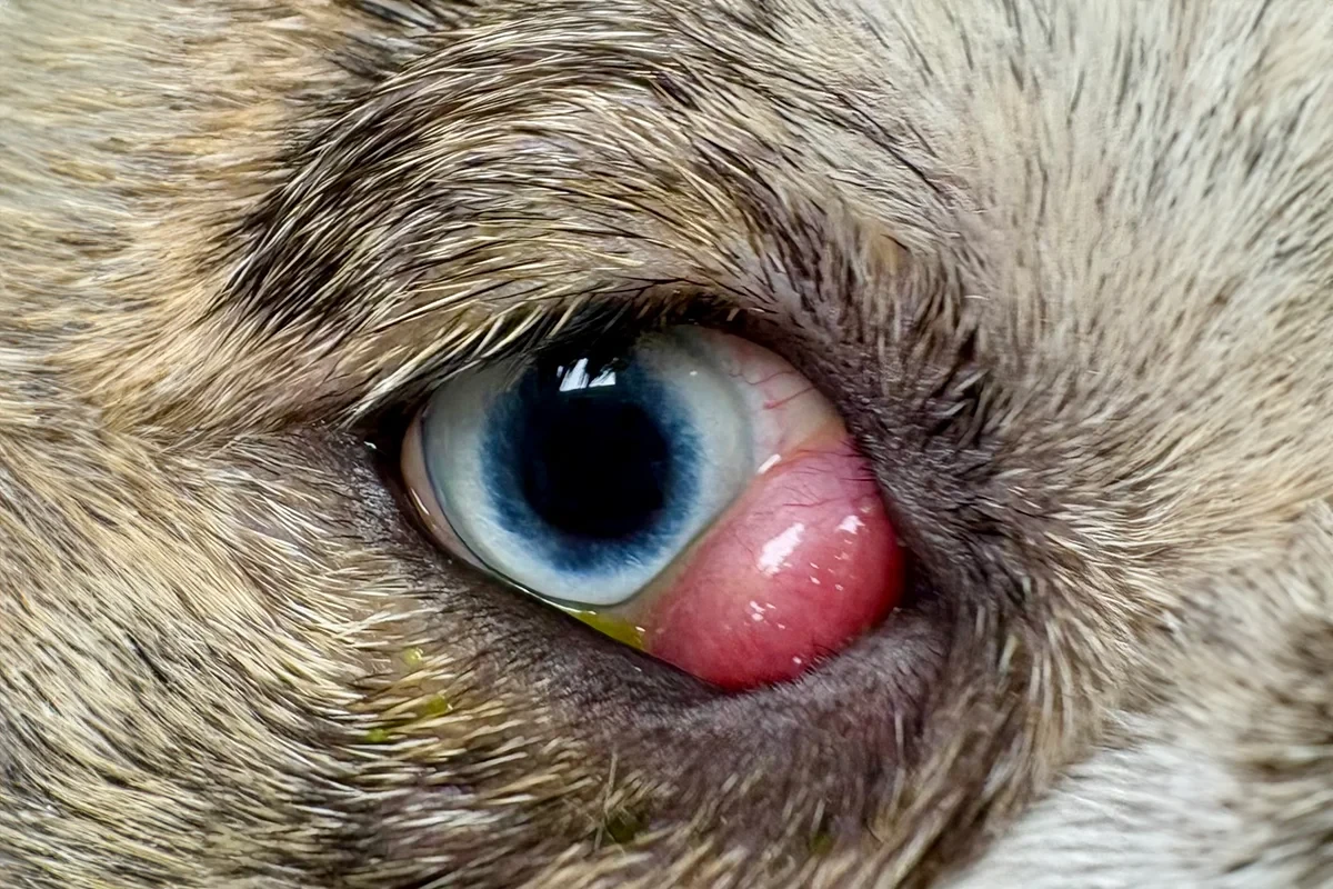 Köpeklerde kiraz göz ameliyatı fiyatı