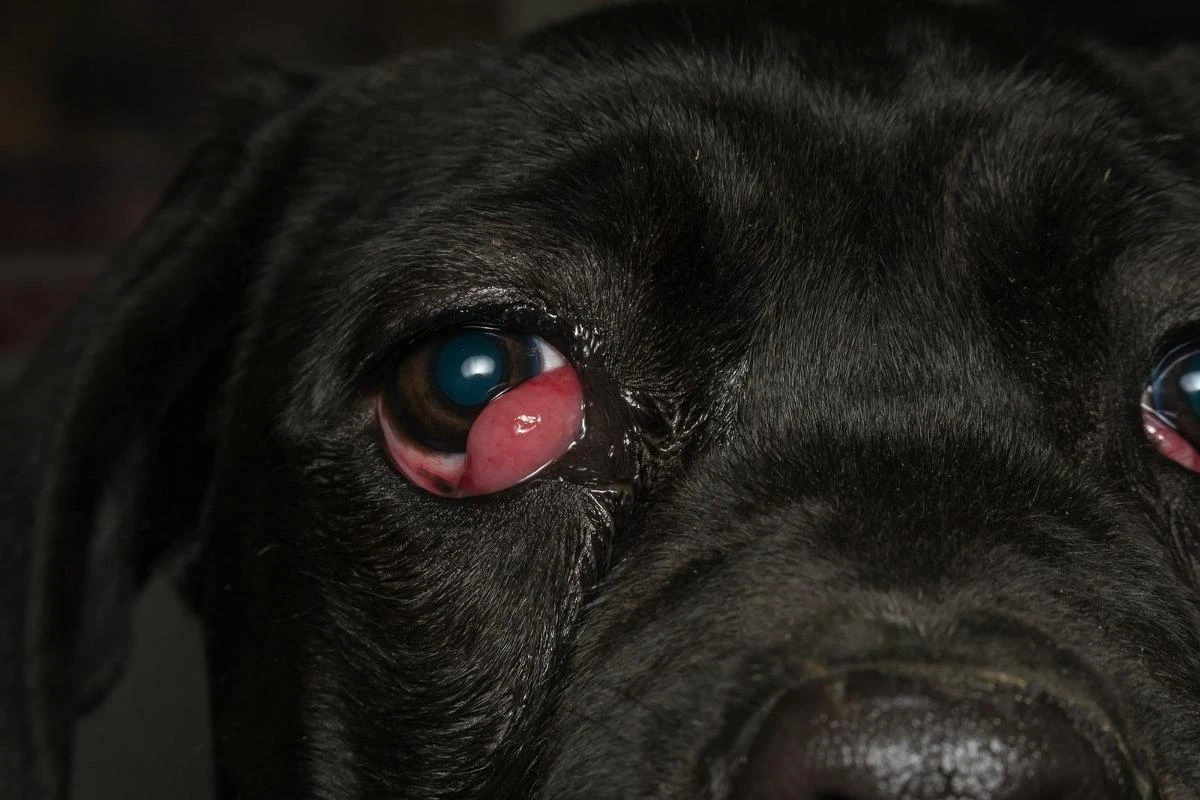 Köpeklerde kiraz göz hastalığı