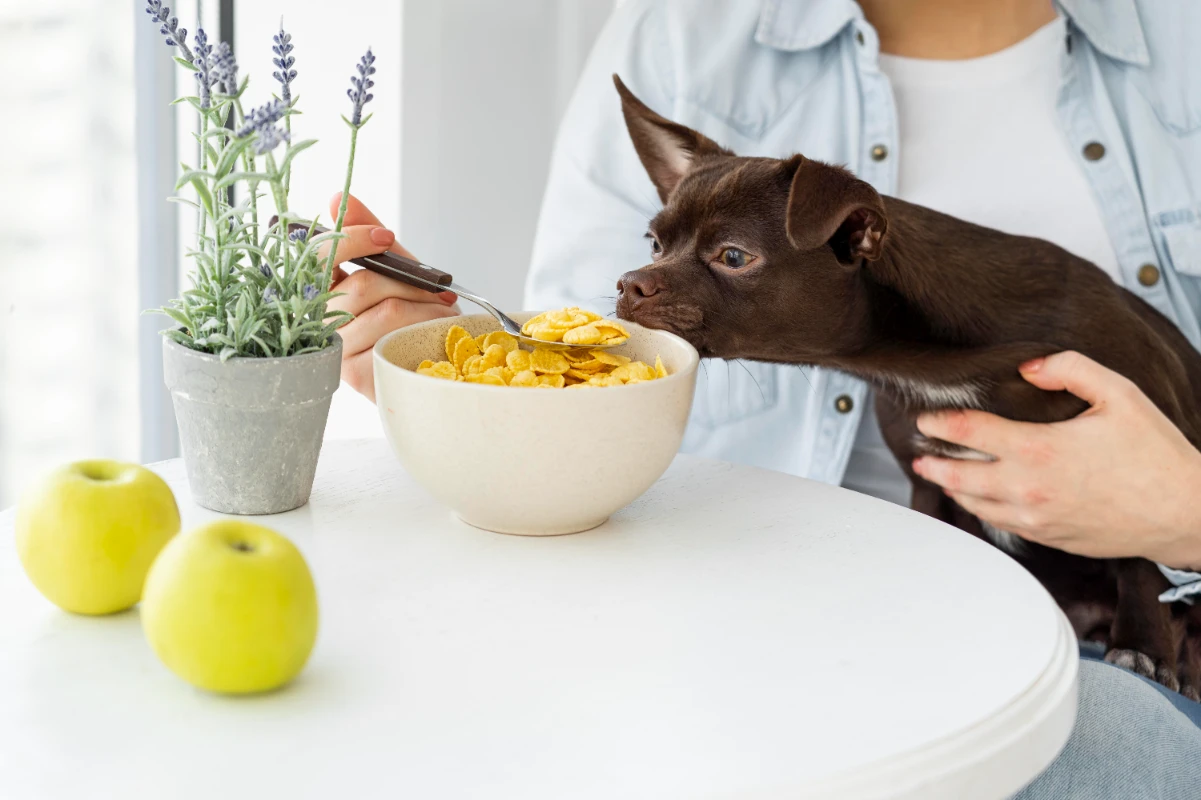 Köpeklerin asla yememesi gereken yiyecekler