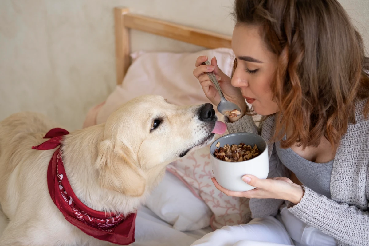 Köpeklerin asla yememesi gereken yiyecekler