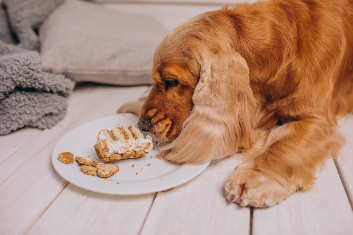 Köpeklerin yememesi gereken gıdalar