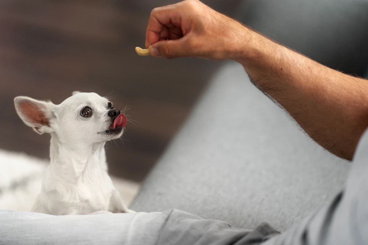 Köpeklerin yememesi gereken yiyecekler