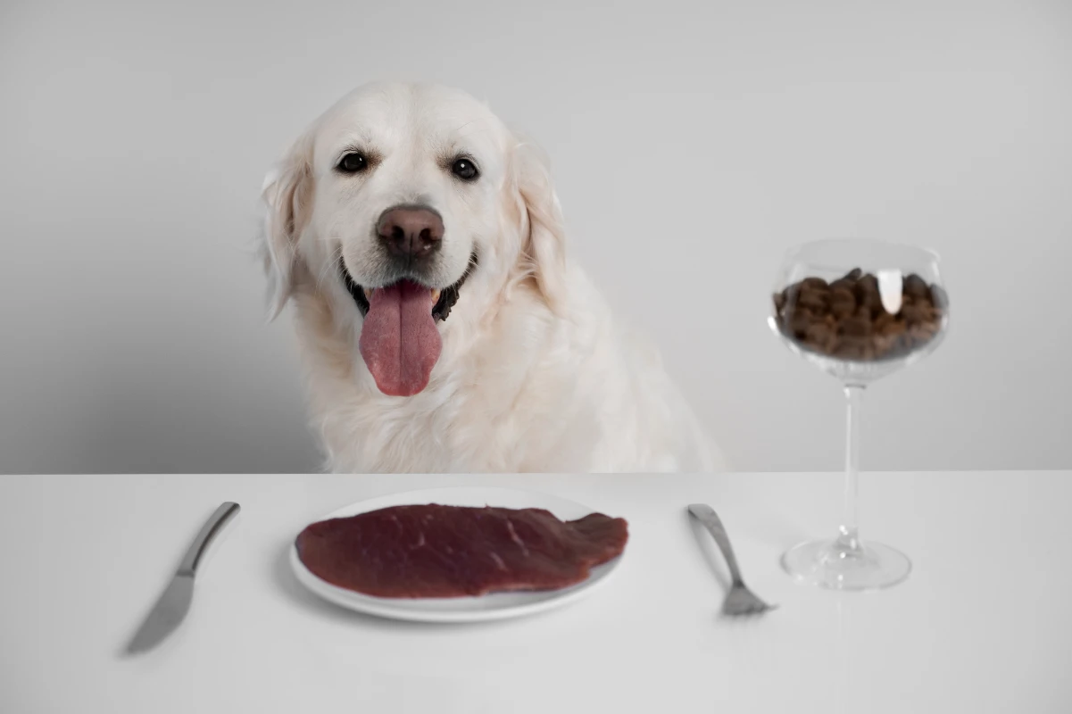 Köpeklerin asla yememesi gereken yiyecekler