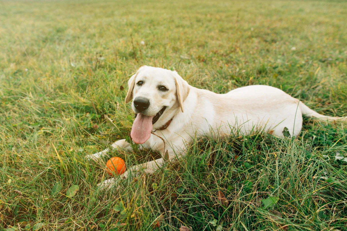 Labrador