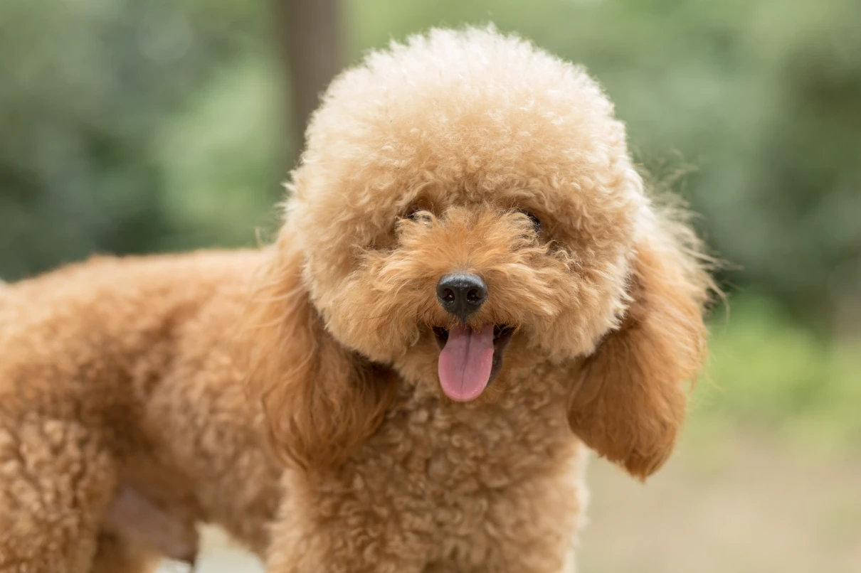 Poodle
