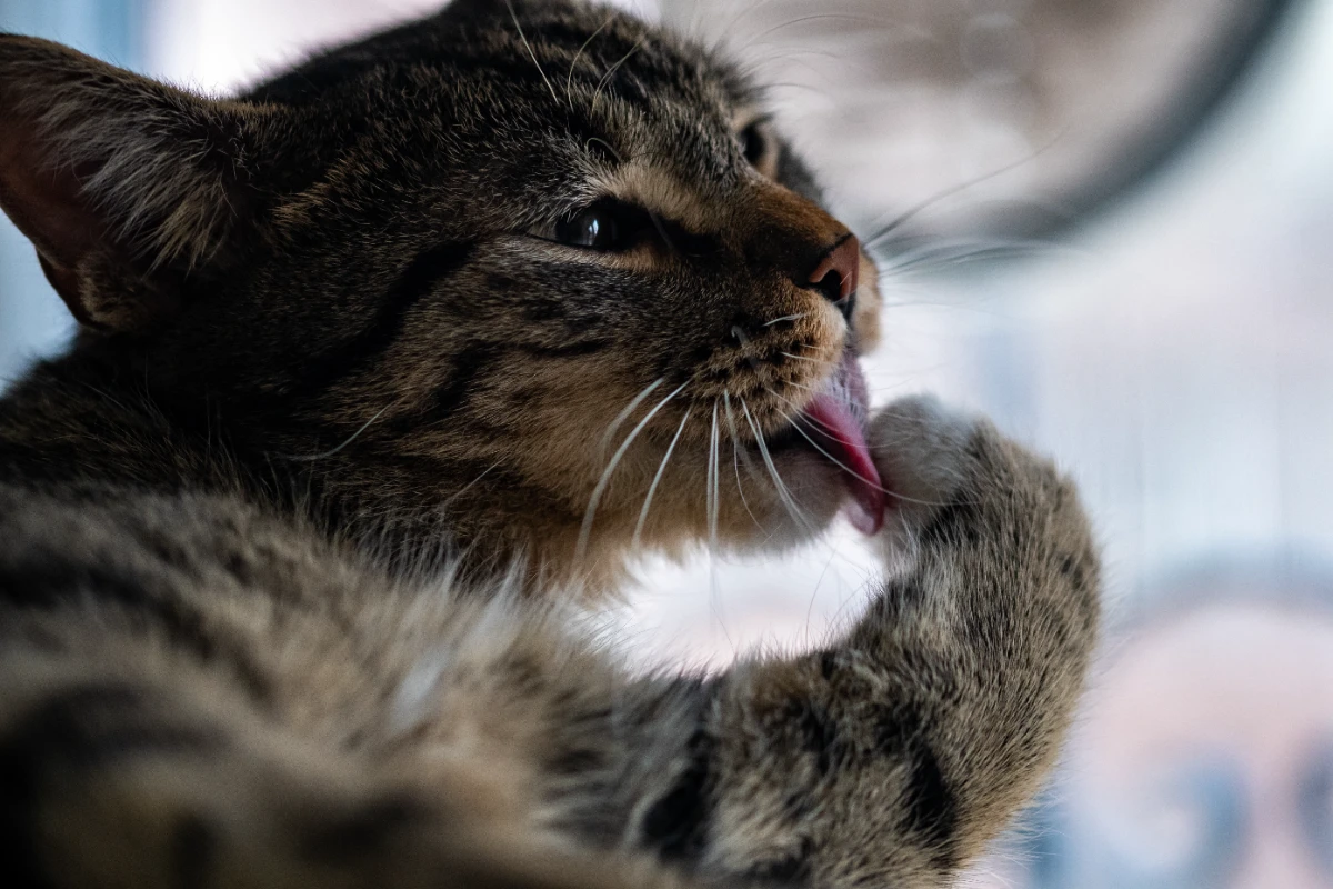 Burun akıntısı kedi