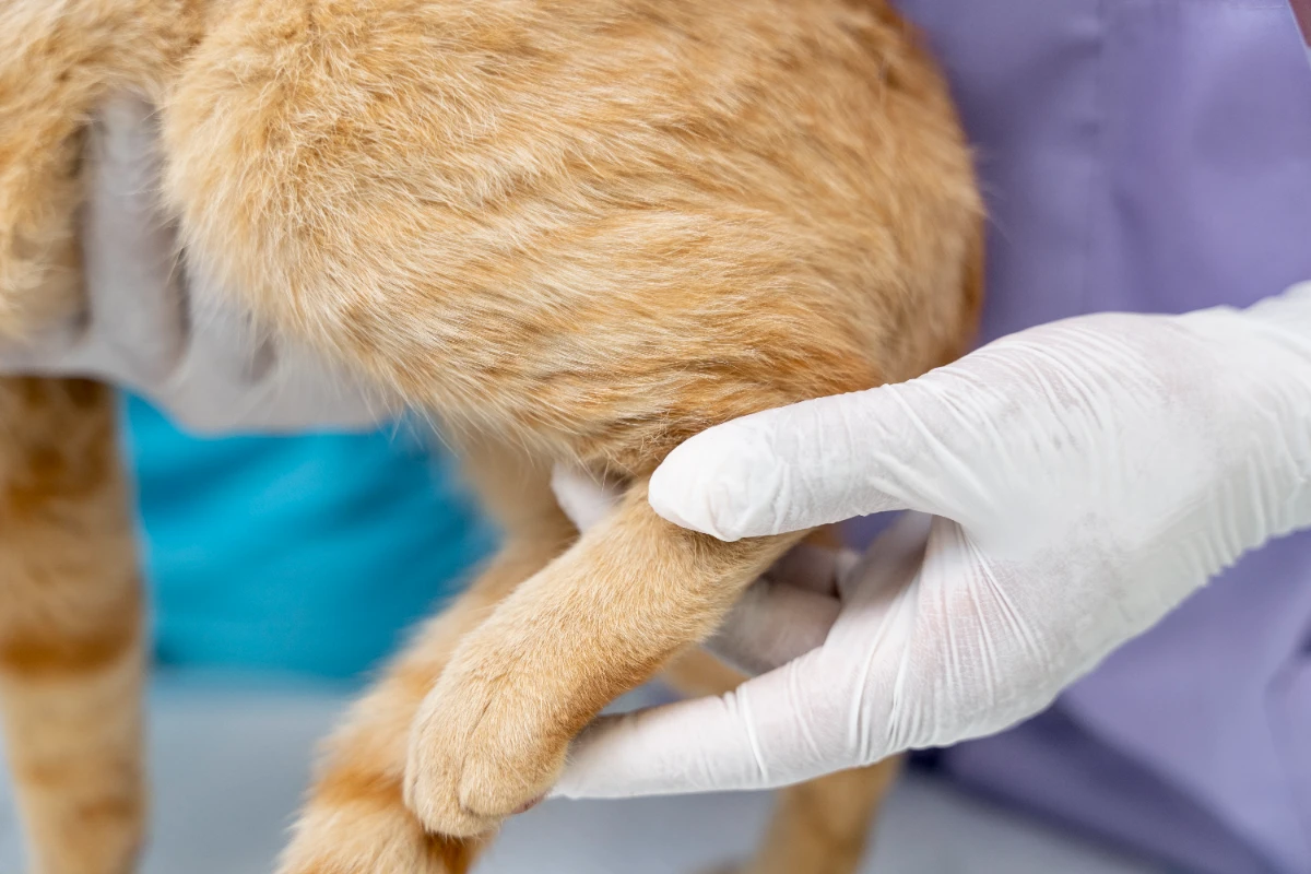 Kedi mantarına ne iyi gelir?